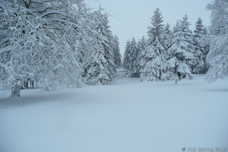 P1020052 Snow and trees